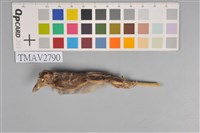 藏品(麻雀)的圖片